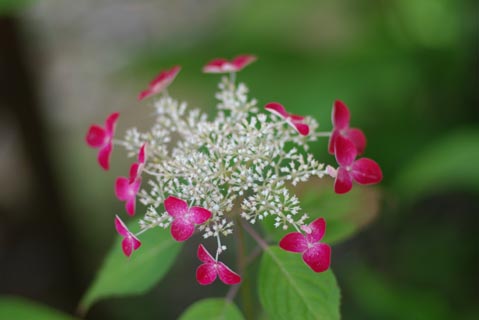 ajisai0807.jpg