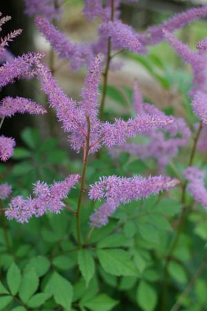 asuchirube0806.jpg