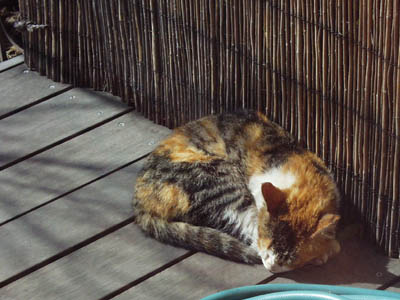 cat0802.jpg