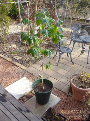 coffee_tree0803.jpg