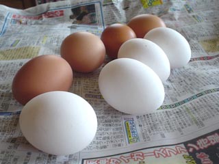 egg0806.jpg