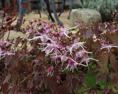 green080420a.jpg