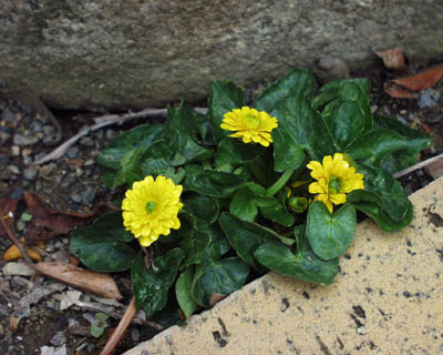 green080420c.jpg