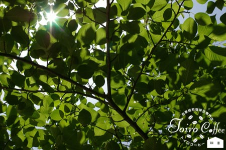 green0807.jpg