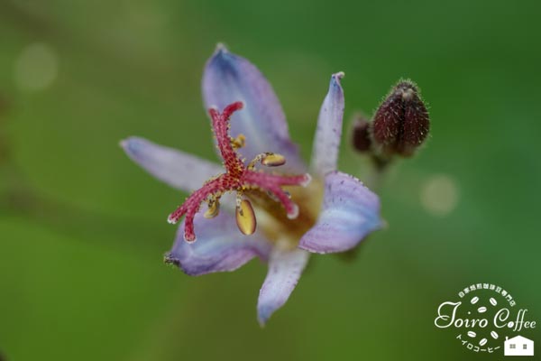 hototogisu0808.jpg