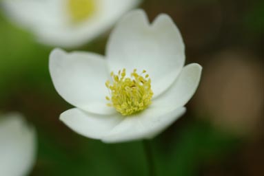 ichirin0805.jpg