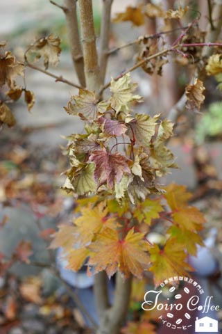 itaya0811.jpg