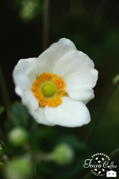 kiku0909.jpg