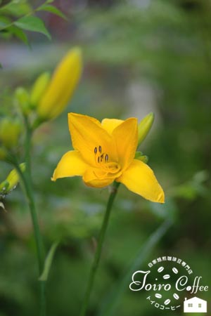 kisuge0807.jpg
