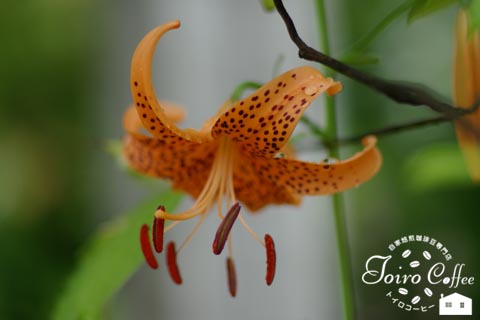 lily0808.jpg