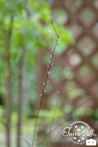 mizuhiki0808B.jpg