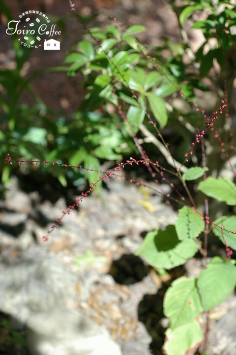mizuhiki0909.jpg