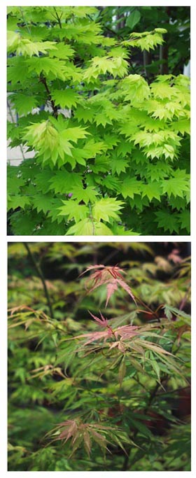momiji0805b.jpg