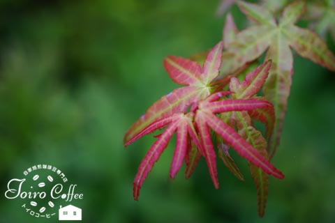 momiji0809.jpg