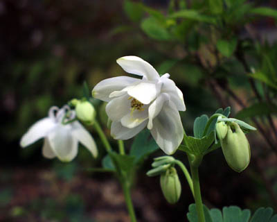odamaki0805.jpg