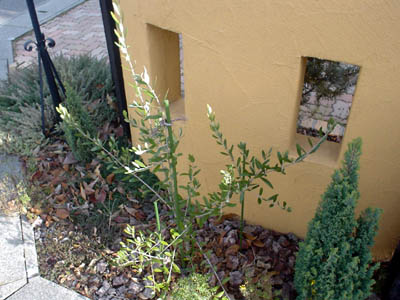 olive0712.jpg