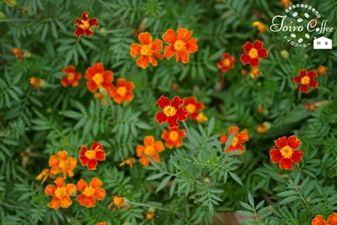 orange0808.jpg