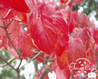 red0810.jpg