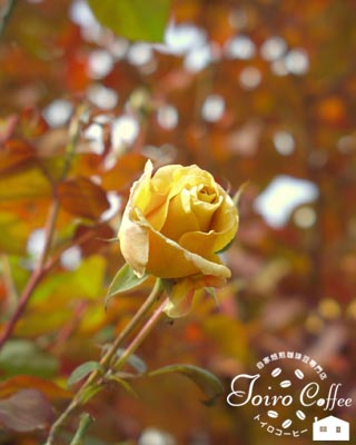 rose0810.jpg