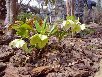 roseB0803.jpg