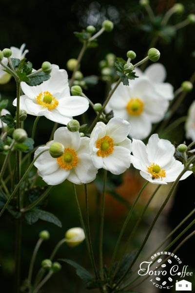shumei0809.jpg