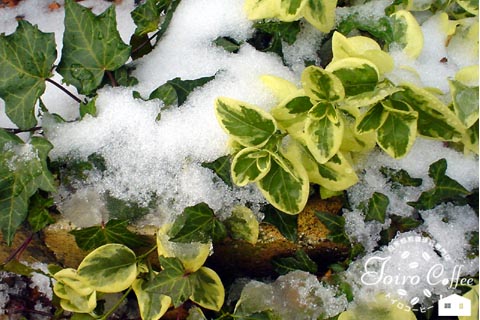 snow0811.jpg