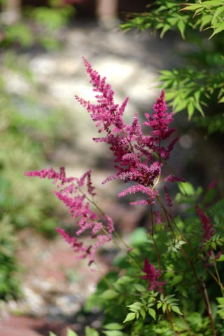 syouma0806b.jpg