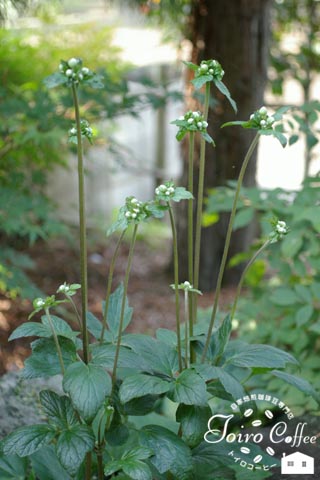 syumei0809.jpg