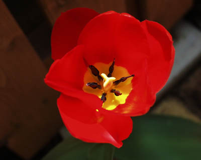tulip0804.jpg