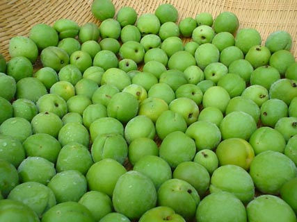 ume0807.jpg