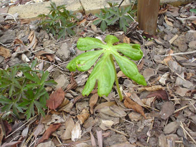 yaburegasa0804c.jpg